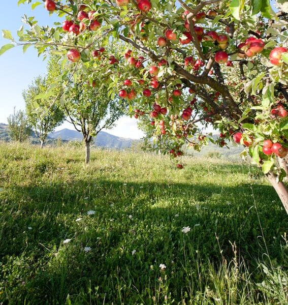 Streuobstwiesen Würzburg