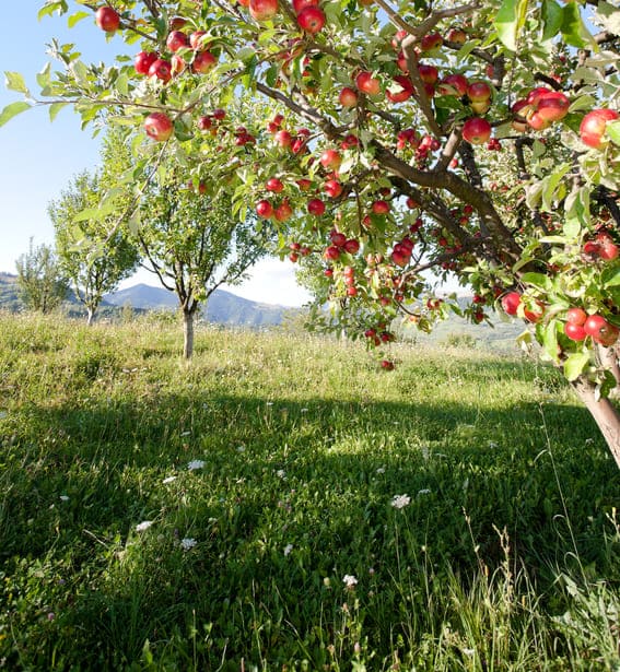 Früchte frisch vom Baum: Streuobstwiesen in Würzburg